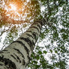 Fototapeta premium birches