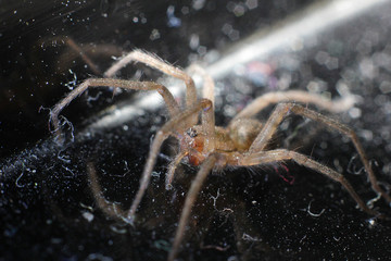 small spider