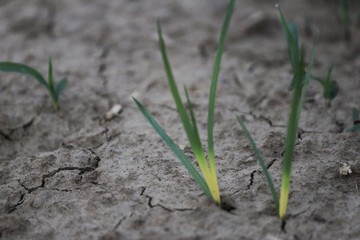 young green plant growing in soil