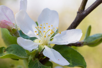 white flowers of apple tree