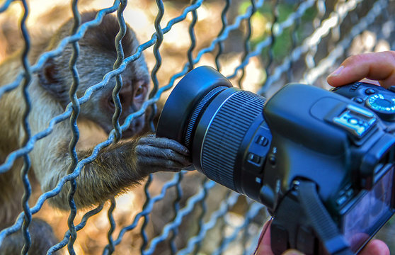 Monkey Playing With The Camera