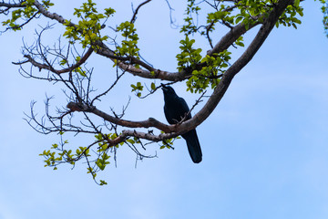 A large-billed crow sits on a branch of a tree during a cloudy day in the garden with blue sky background and copy space.