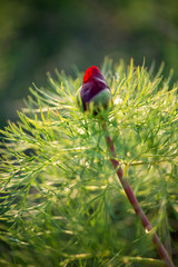 Wild peony is thin-leaved (Paeonia tenuifolia), in its natural environment. Bright decorative flower, popular in garden landscape design - selective focus.