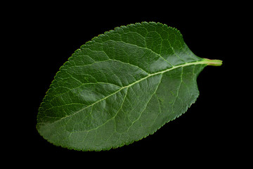 Plum leaf on black