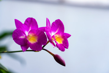 Orchid, the pinkish purple Cattleya flowers and a tiny bud are on selective focus with background...