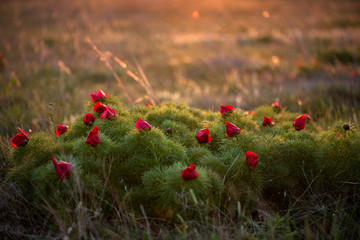 Fototapeta premium Wild peony is thin-leaved (Paeonia tenuifolia), in its natural environment against the sunset. Bright decorative flower, popular in garden landscape design - selective focus.