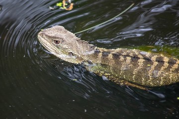 Eastern Water Dragon swimming