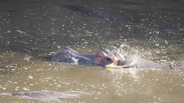 a 180p slow motion clip of a hippopotamus spinning it ears at serengeti national park in tanzania