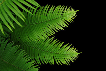Tropical rainforest green leaves fern foliage plant on black background.