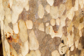 Truck Pattern Wall. Background Photo
