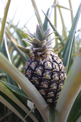 Fototapeta premium fresh pineapple