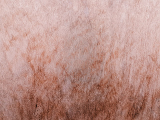 wood grungy background with space for your design