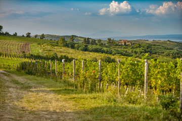 Vineyard on a sunny day.