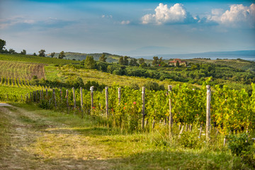Fototapeta premium Vineyard on a sunny day.