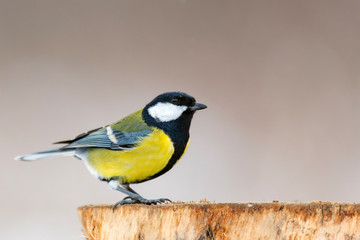 Obraz premium Great tit, Parus major, sitting on winter feeder.