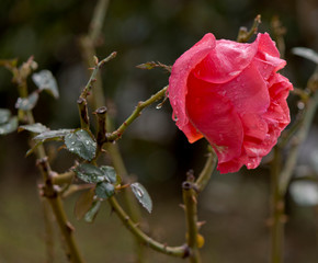 gocce di pioggia su rosa