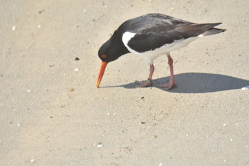 Strandläufer - Meer