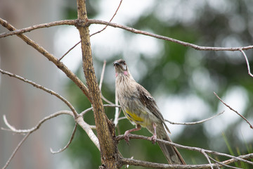 Obraz premium Red Wattlebird in tree 