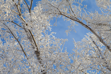 winter landscape, branches of trees in frost