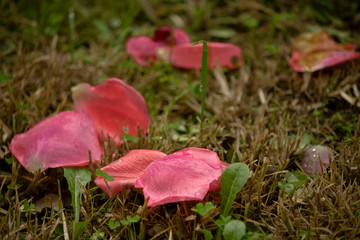 gocce di pioggia su rosa