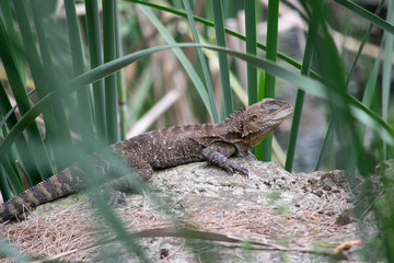 Water dragon sitting on rock surrounded by reeds 