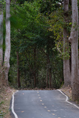 road in the park