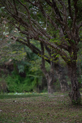 trees and green park environment