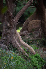 trees and green park environment