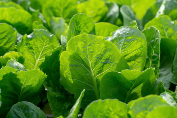 Fresh lettuce leaves, Salads vegetable hydroponics farm