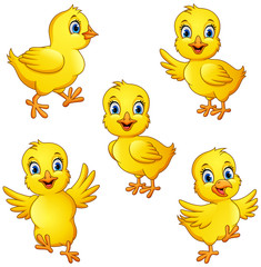 Cartoon little chicks collection set