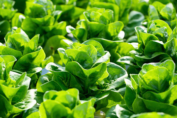 Fresh Butterhead lettuce leaves, Salads vegetable hydroponics farm