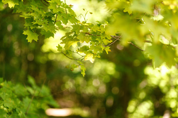 Natural blurred background of the path in the summer forest on a background of maple leaves. Sunlight in leaves, bokeh