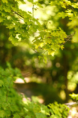 Natural blurred background of the path in the summer forest on a background of maple leaves. Sunlight in leaves, bokeh