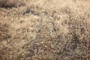 Dry grass in the morning at sunrise