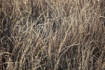 Dry grass in the morning at sunrise