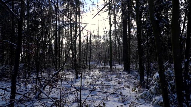 Winter theme photo of sunny snowy landscape. Snow covered fir trees in forest. Slow motion of rain in forrest.