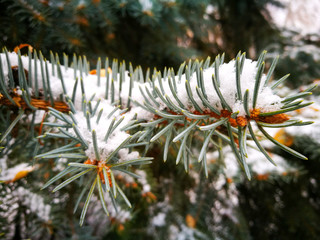 Naklejka na ściany i meble White snow on a pine branch in nature