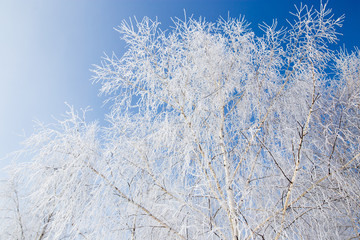 Frozen branches on a tree against a blue sky