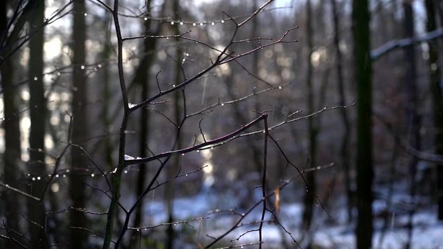 Winter theme photo of sunny snowy landscape. Snow covered fir trees in forest. Slow motion of rain in forrest.