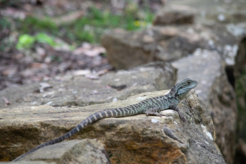 Eastern water dragon on rock at gardens 