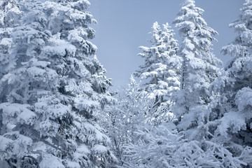 Frost-covered spruce tree branch on Winter scene, Frosted pine branches.