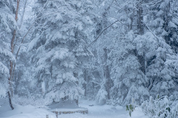 Nature with Frost-covered spruce tree branch on Winter scene, Frosted pine branches around Shinhotaka Ropeway (Shin-Hotaka) area, Cable car station during snowing in Takayama, Gifu, Japan