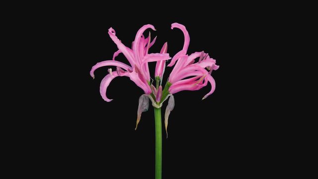 Time-lapse of opening pink nerine lily 4b1 in PNG+ format with ALPHA transparency channel isolated on black background