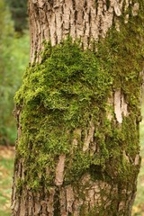  Moss on tree bark.