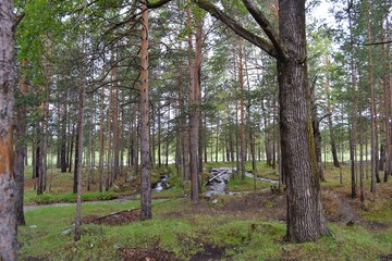 Obraz premium Pine forest with a small river.