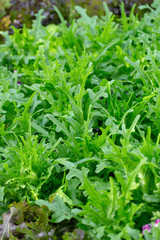 Naklejka premium Fresh lettuce leaves, Salads vegetable hydroponics farm