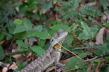 Eastern water dragon on ground surrounded by plants 