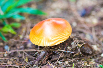 mushroom in the forest