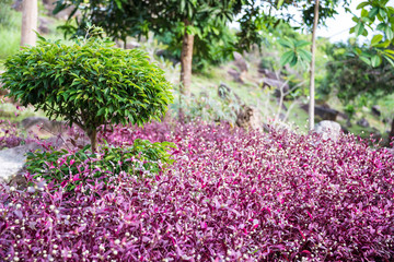 Pink flowers on Phi Phi don island, Thailand