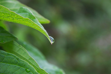 Water drop